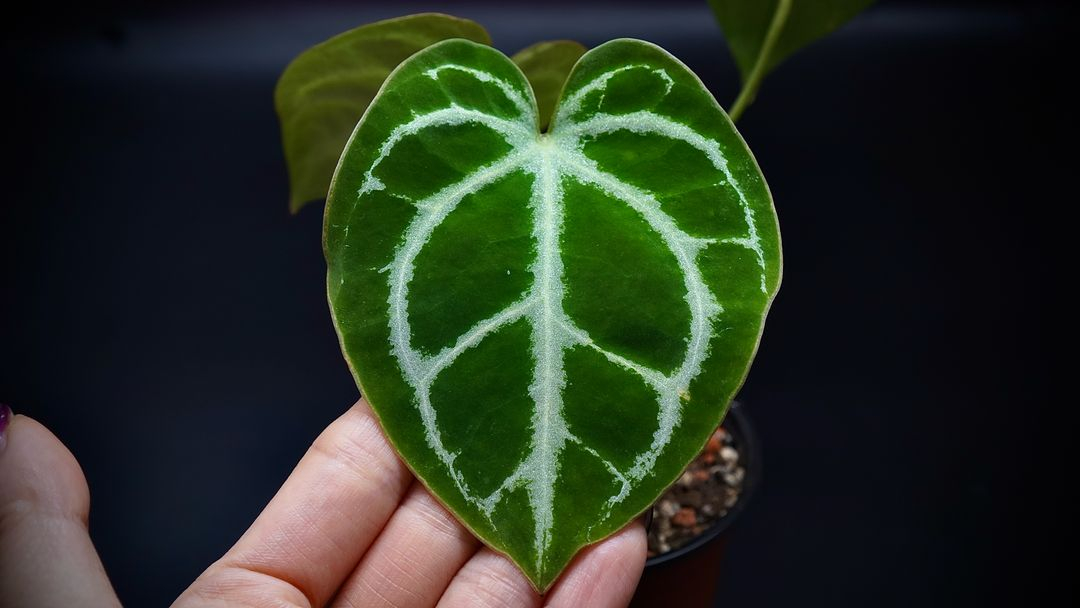 안스리움SKG레모네이드X칼라블레키--2