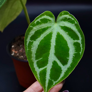 안스리움SKG레모네이드X칼라블레키