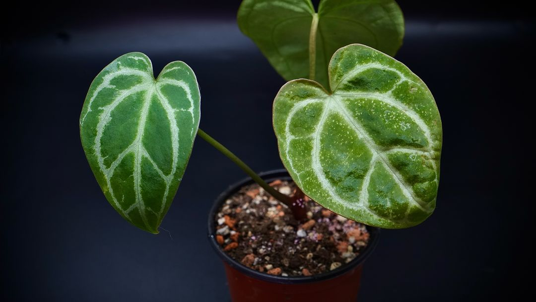 안스리움SKG레모네이드X칼라블레키--1