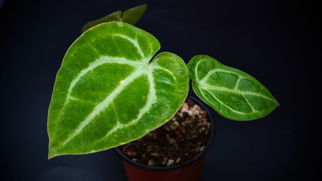 안스리움SKG레모네이드X칼라블레키--4