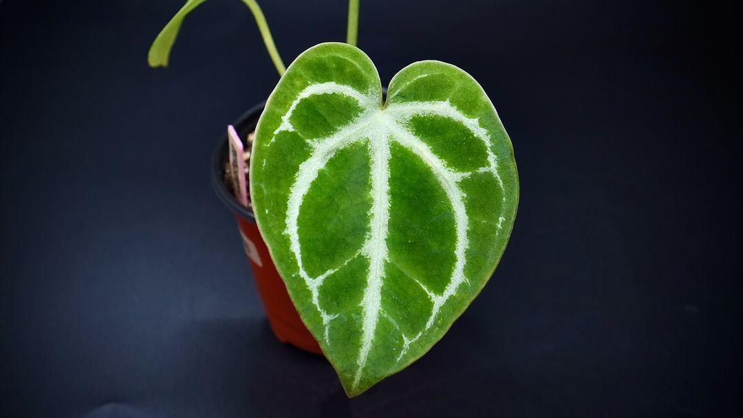 안스리움SKG레모네이드X칼라블레키--5