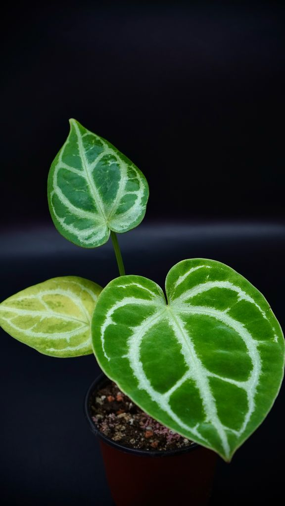 안스리움SKG레모네이드X칼라블레키--7