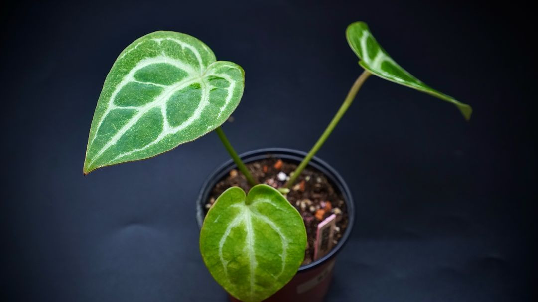 안스리움SKG레모네이드X칼라블레키--9