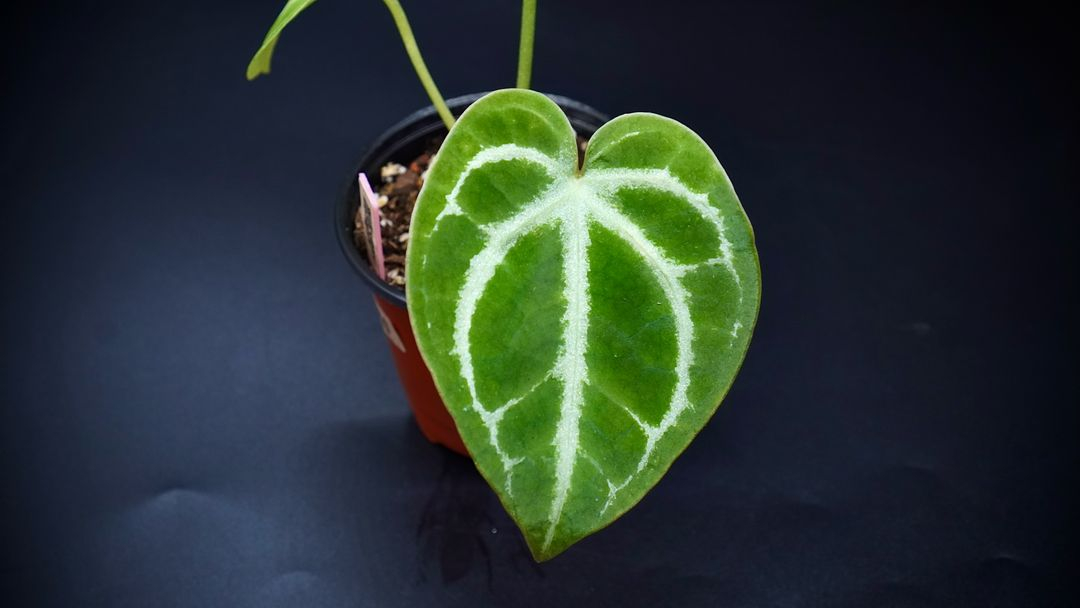 안스리움SKG레모네이드X칼라블레키--6