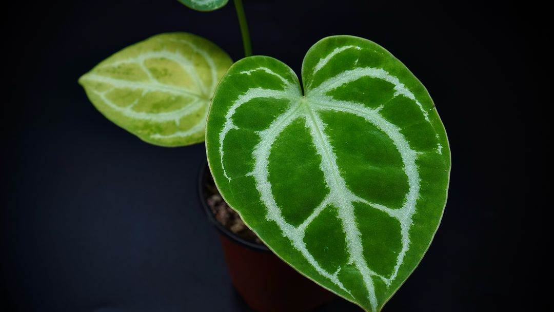 안스리움SKG레모네이드X칼라블레키--8