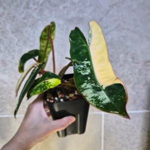 필로덴드론 빌리에티에 바리에가타