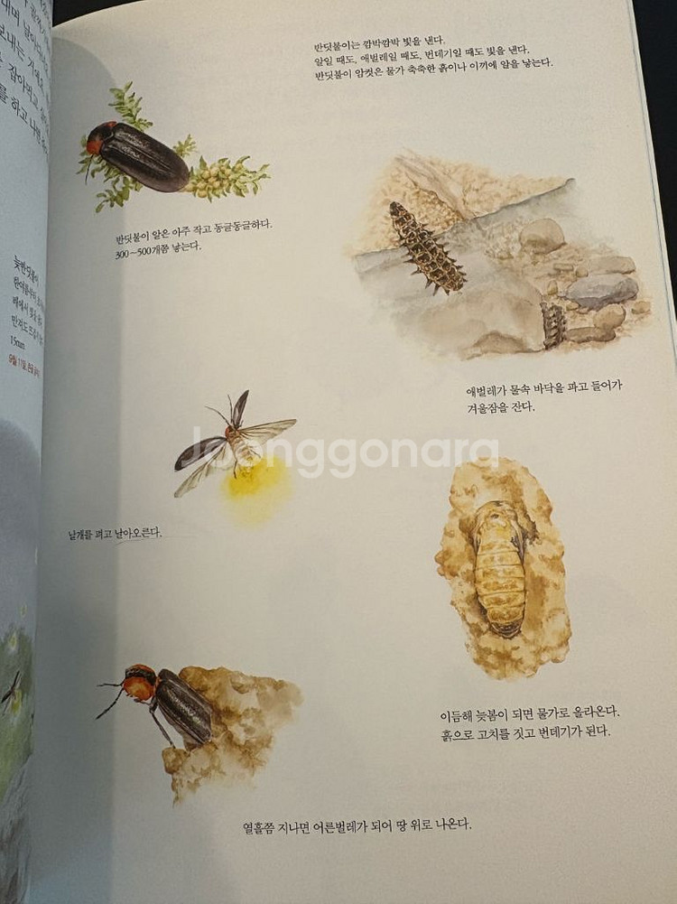세밀화로 그린 자연관찰 책 동물도감--4