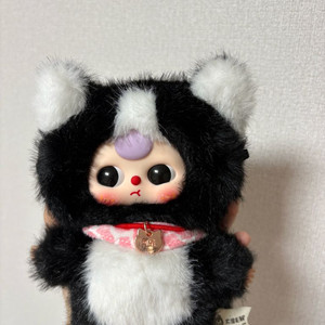 베이비쓰리 고양이