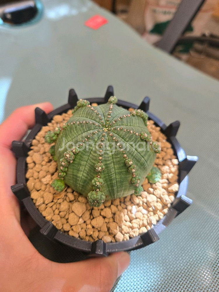 프로리페라 일본오베사 아프리카식물--0