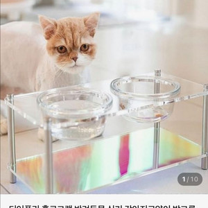 (새상품) 디어폴리 홀로그램 강아지 고양이 밥그릇