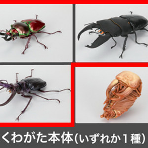 반다이 생물대도감 사슴벌레 10탄 5종