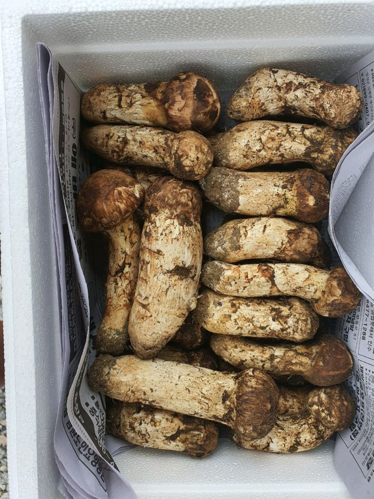 지리산 능이버섯 송이버섯 채취판매합니다 이미지