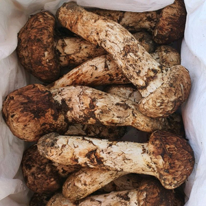 지리산 능이버섯 송이버섯 채취판매합니다 이미지