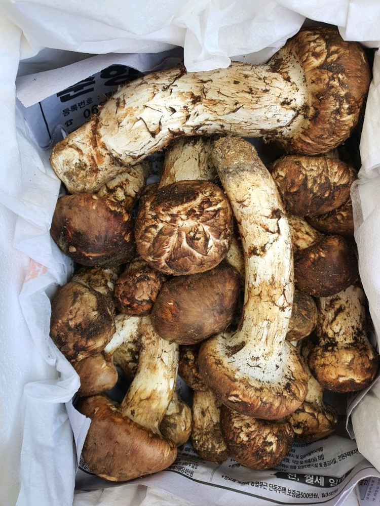지리산 능이버섯 송이버섯 채취판매합니다 이미지