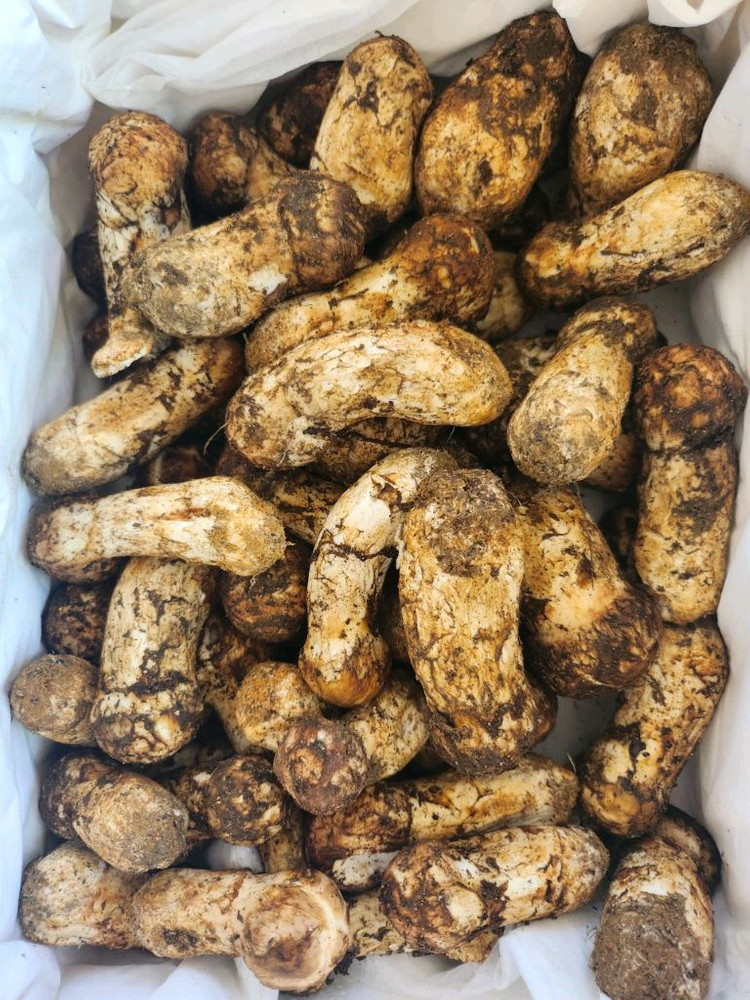 지리산 능이버섯 송이버섯 채취판매합니다 이미지