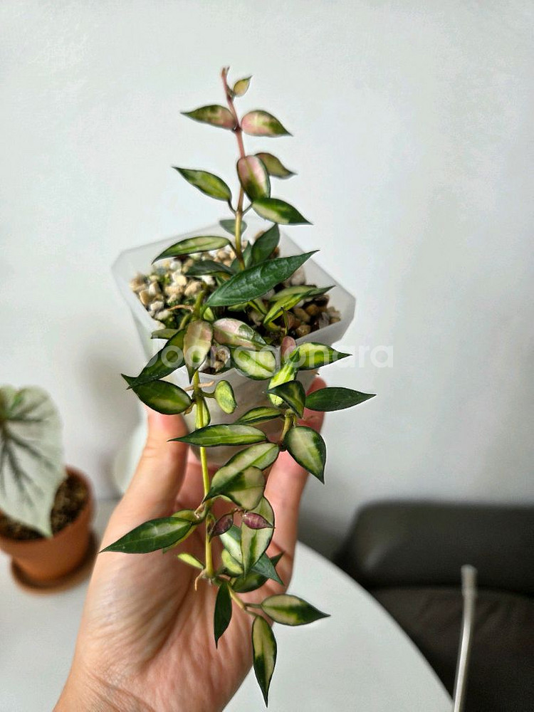 호야 라쿠노사 바리에가타--0