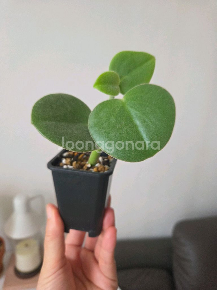 페페로미아 인카나--0