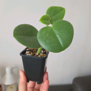 페페로미아 인카나