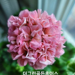 한국제라늄