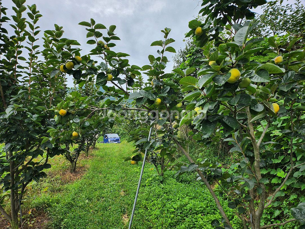 감풍단감 로망단감 달고 맛있어요--0