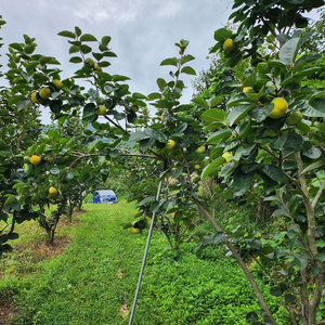 감풍단감 로망단감 달고 맛있어요