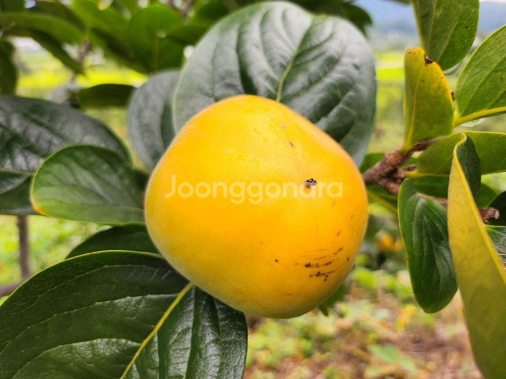 감풍단감 로망단감 달고 맛있어요--1