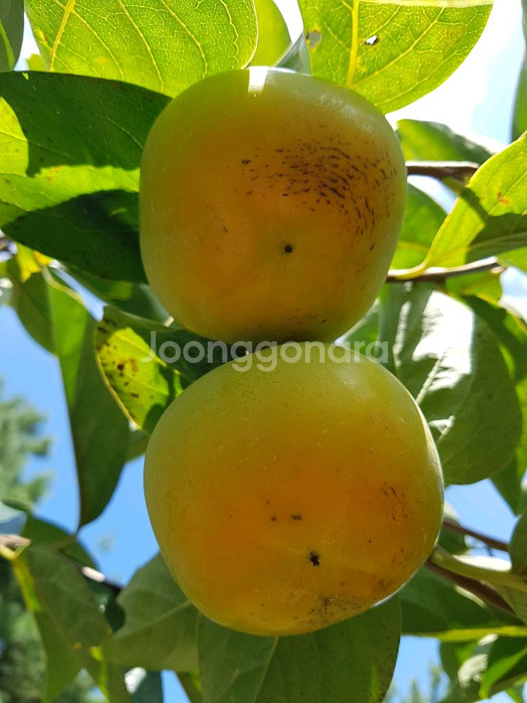 감풍단감 로망단감 달고 맛있어요--2