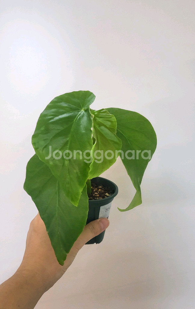 베고니아 히스리--0
