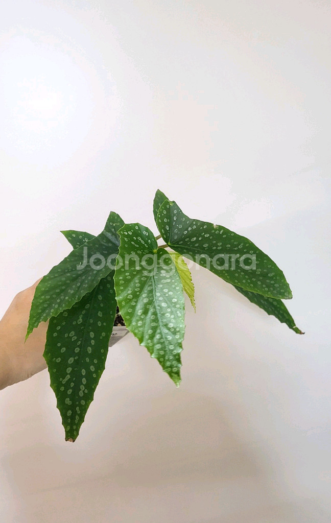 베고니아 오레이실버스팟--0