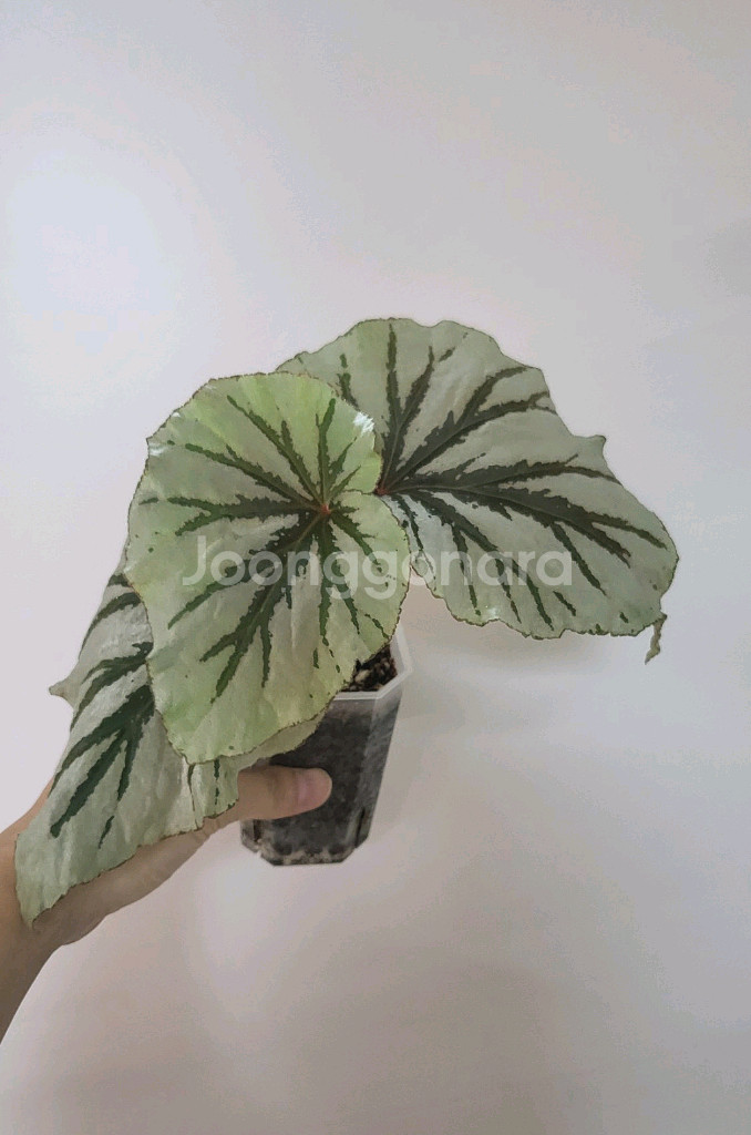 베고니아 루킹글래스--0