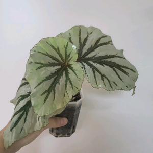 베고니아 루킹글래스