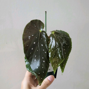 베고니아 만다린오렌지