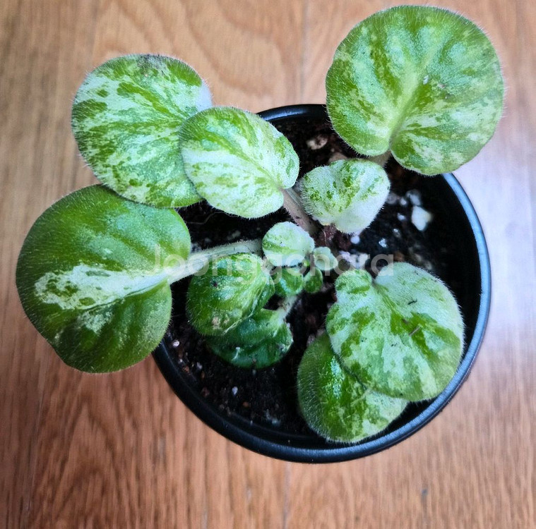 미니바이올렛--1