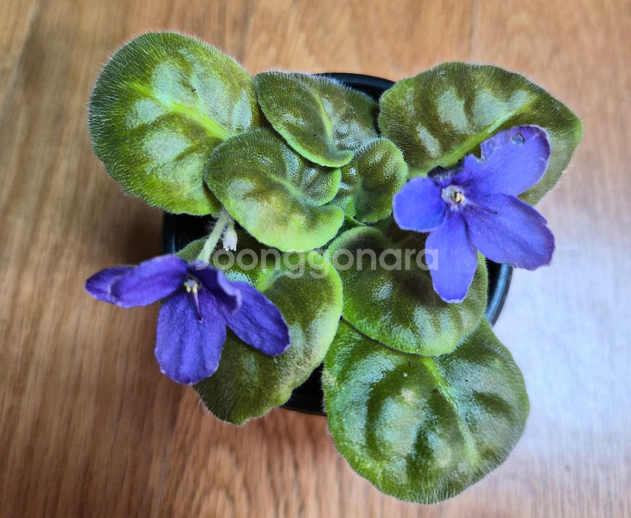 미니바이올렛--0