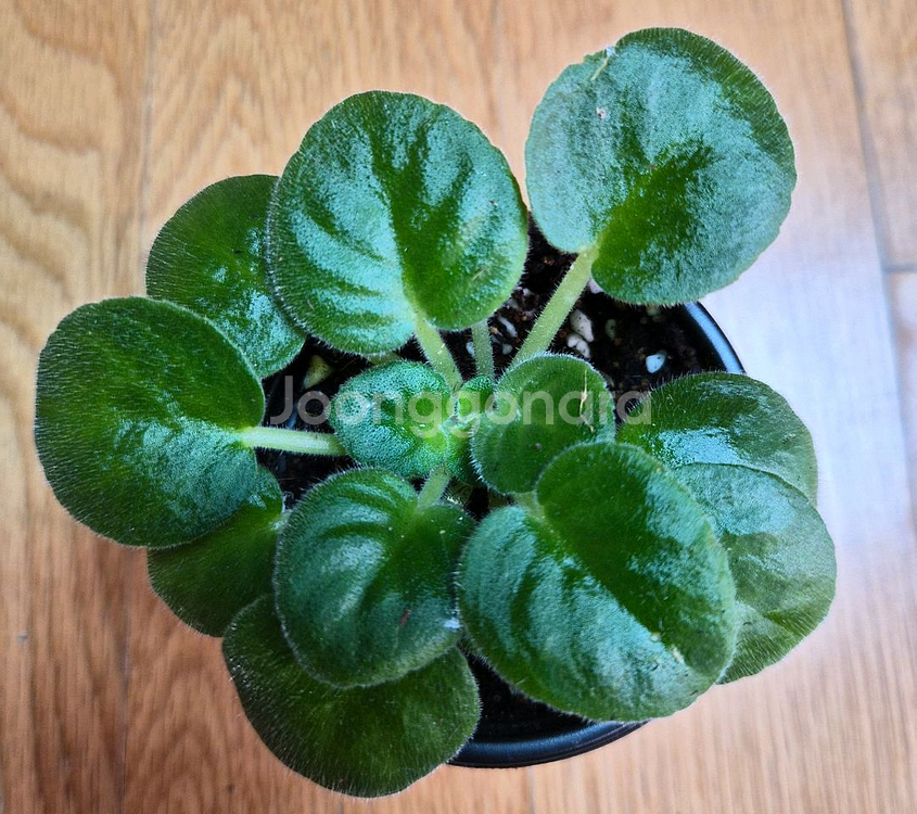 미니바이올렛--3