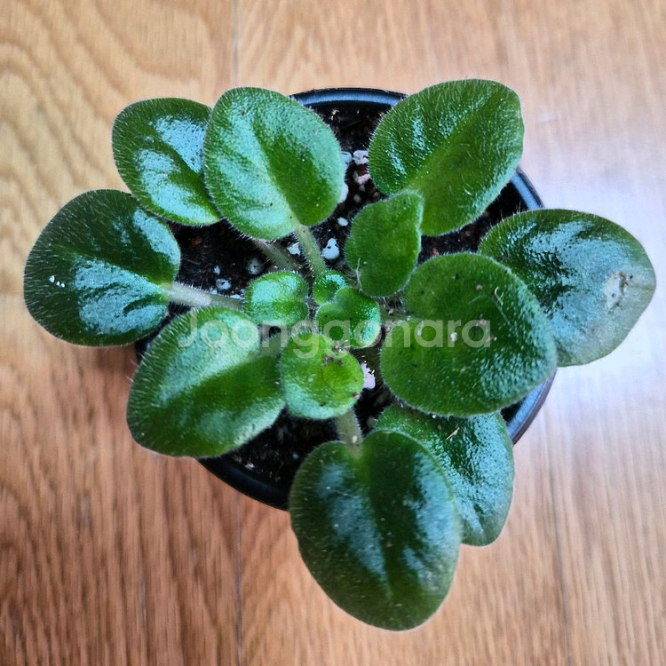 미니바이올렛--2