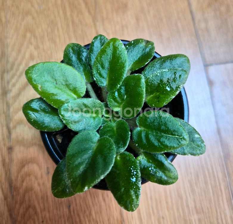 미니바이올렛--5