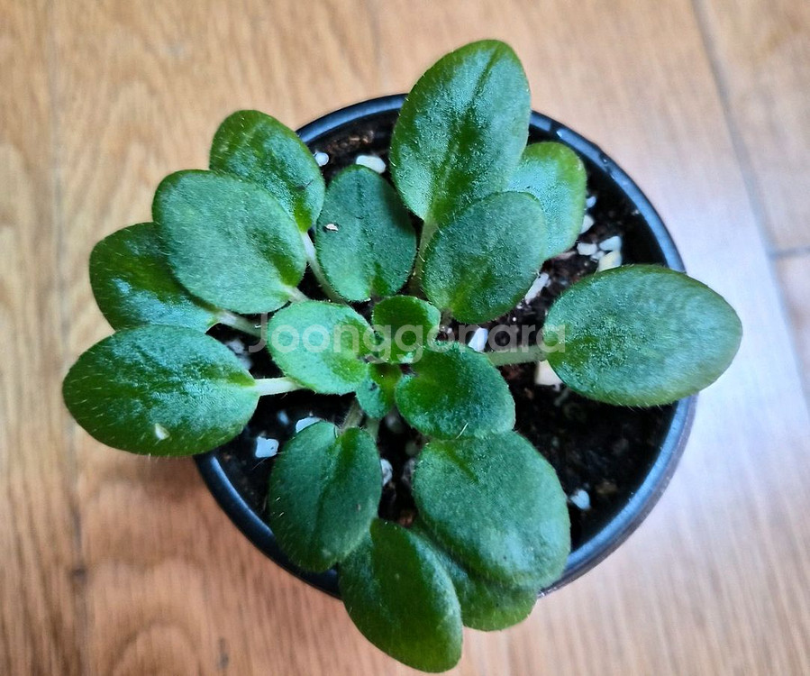 미니바이올렛--4