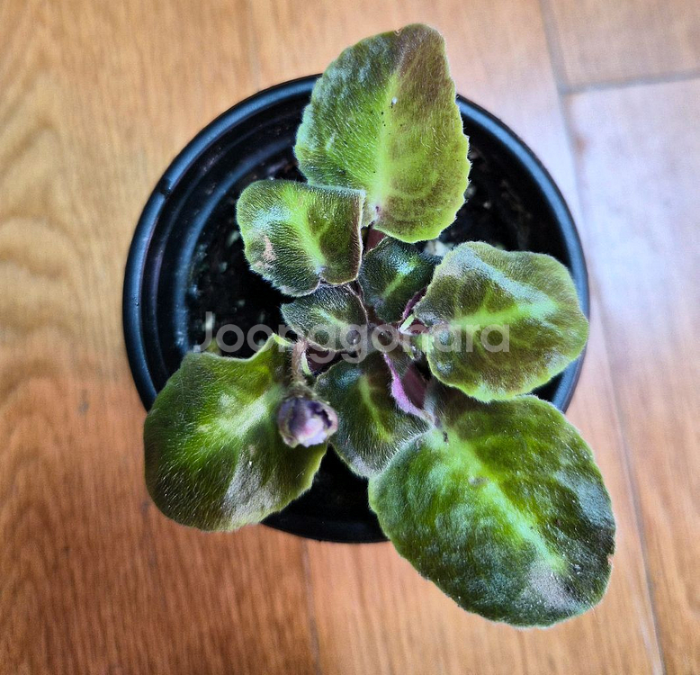 미니바이올렛--6