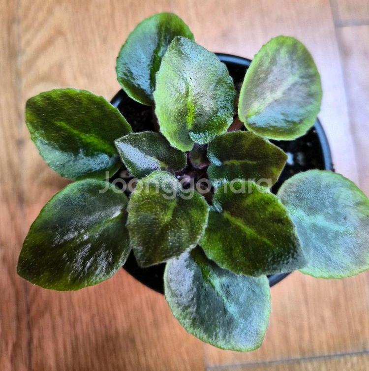 미니바이올렛--8