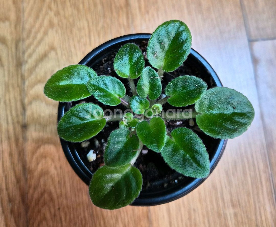 미니바이올렛--7