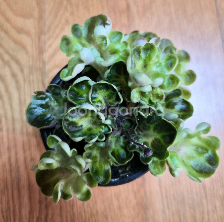 미니바이올렛--9