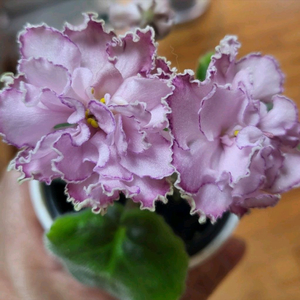 러시아 미니바이올렛