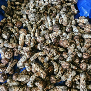 오늘 채취한 자연산 송이버섯 이미지