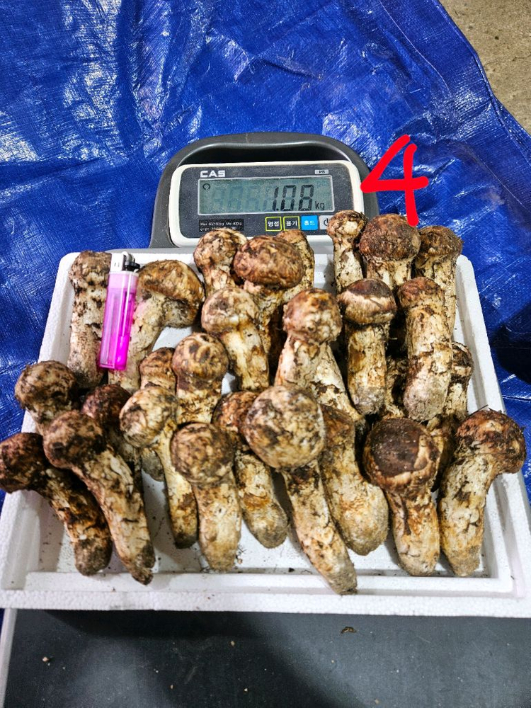 오늘 채취한 자연산 송이버섯 이미지