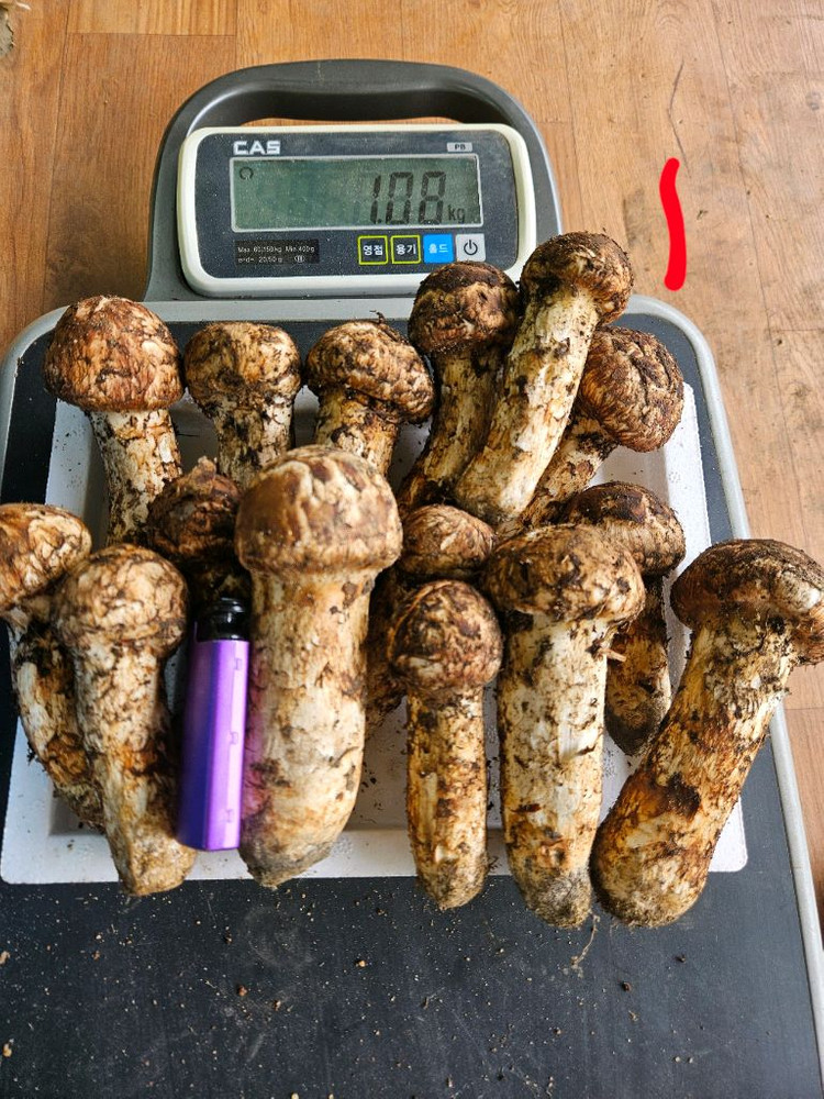 오늘 채취한 자연산 송이버섯 이미지