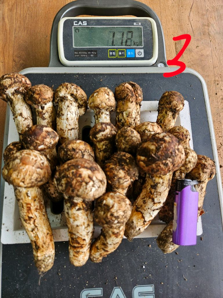 오늘 채취한 자연산 송이버섯 이미지