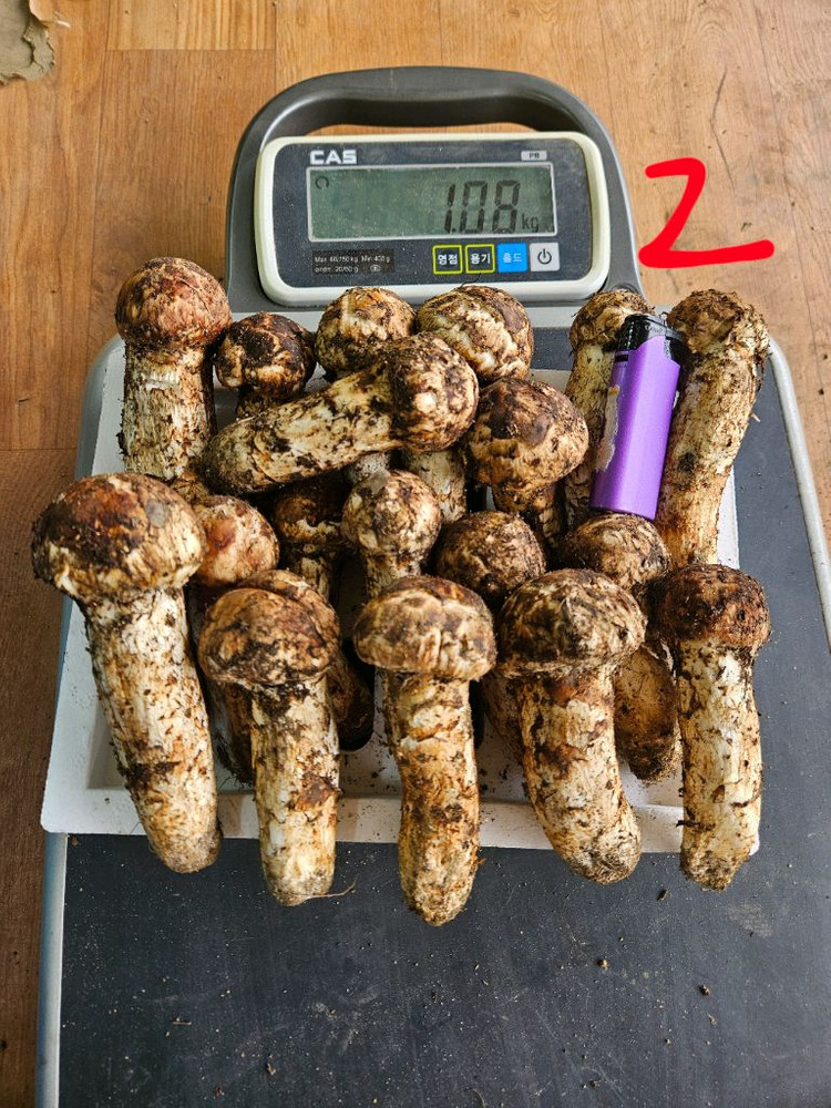 오늘 채취한 자연산 송이버섯 이미지