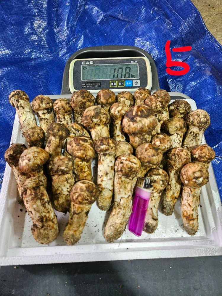 오늘 채취한 자연산 송이버섯 이미지