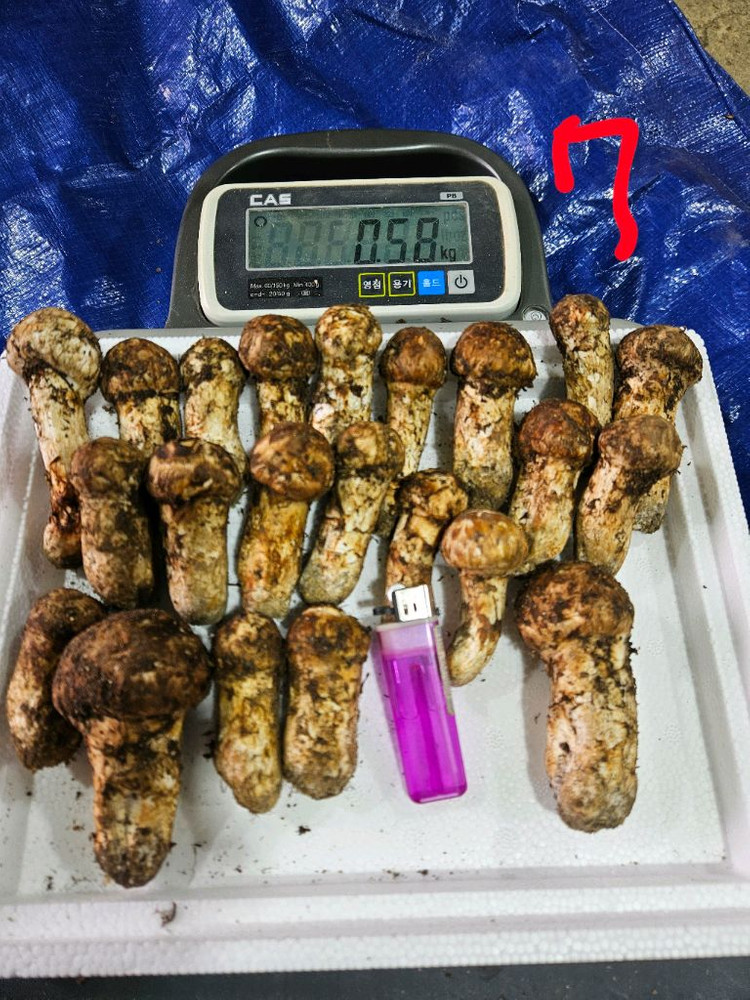 오늘 채취한 자연산 송이버섯 이미지